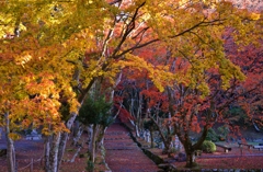 秋彩の鶏足寺