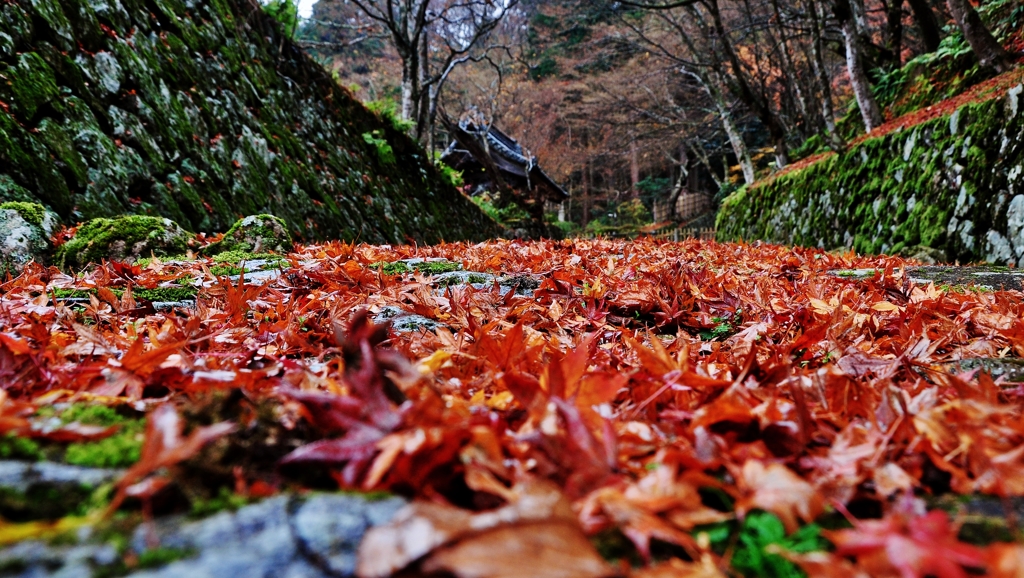 百済寺落葉参道