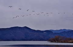 湖北コハクチョウ風景