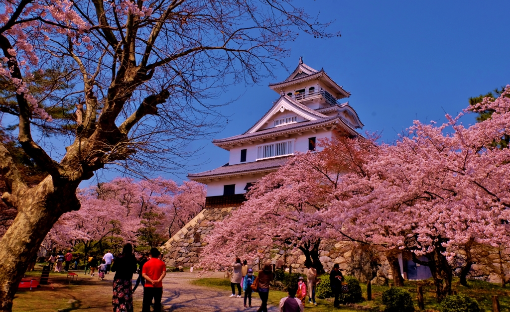 長浜城桜花爛漫