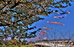 風なびく桜花の鯉のぼり