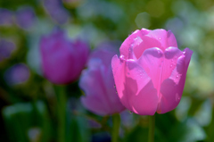 愛の芽生え