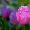 愛の芽生え