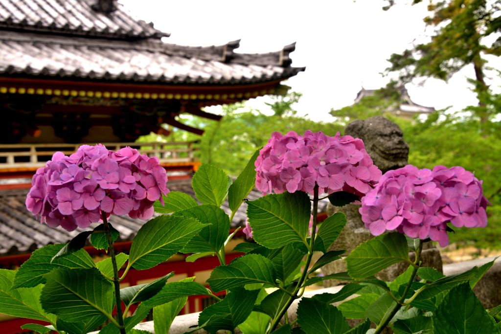 耕三寺　紫陽花