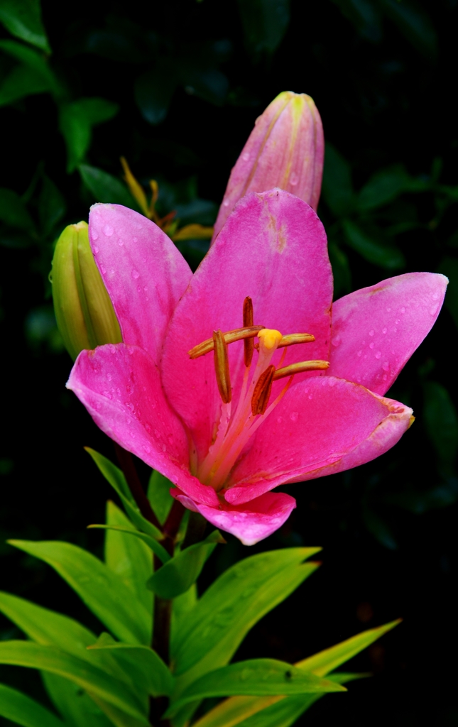 我が家の花　スカシユリ