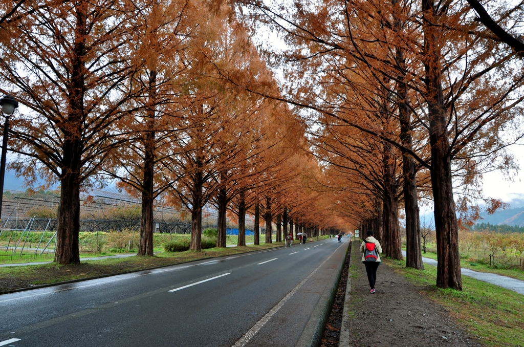 果てない冬紅葉並木道