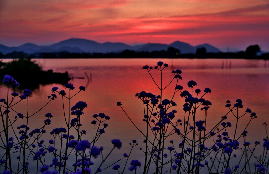 西の湖夕花