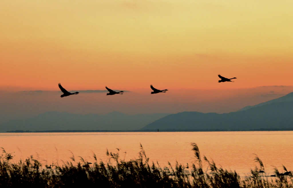 low-angle-view-silhouette-