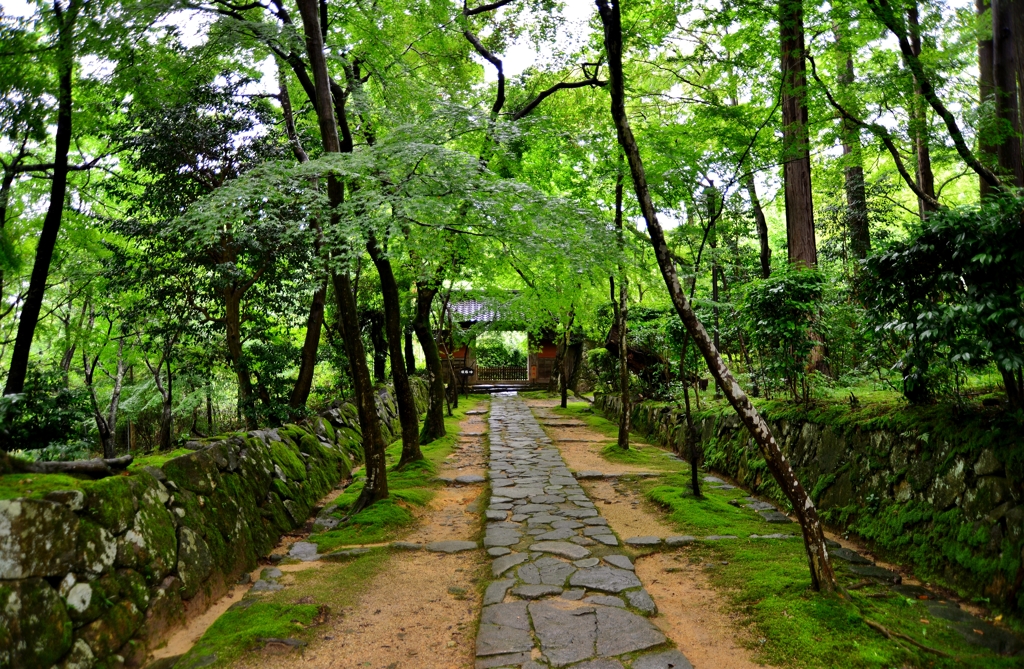 深緑参道