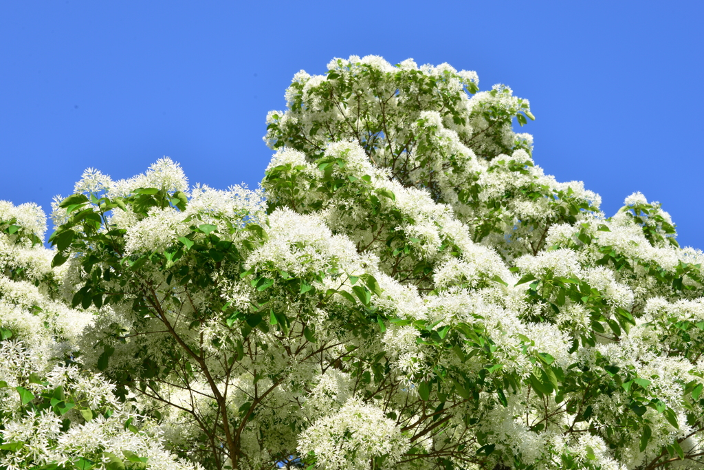 Chionanthus retusus（なんじゃもんじゃ）