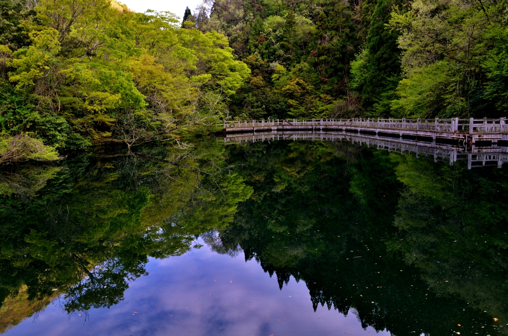 新緑の鏡面