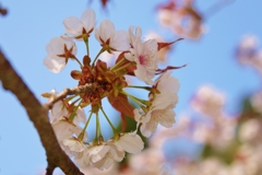 桜花輪廻