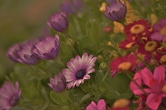 　花盛