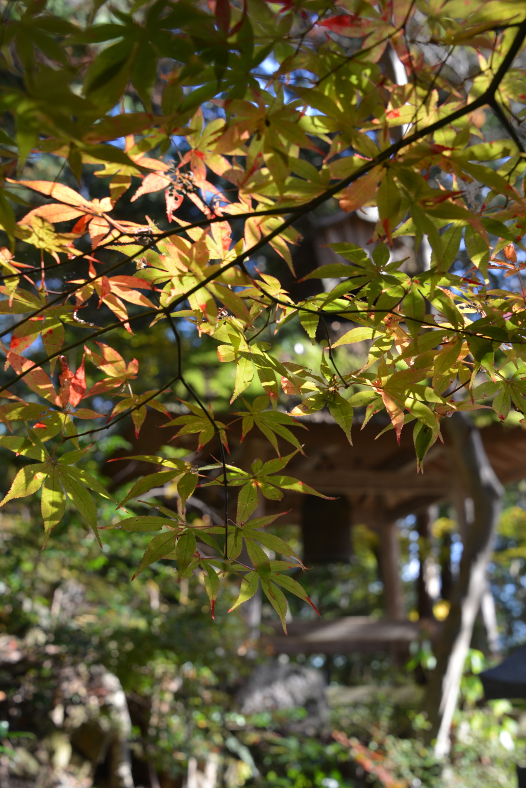 彦根の名刹延寿禅寺　秋ぶらり　17