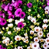 我が家の花　デモルフォセカ　2-1　