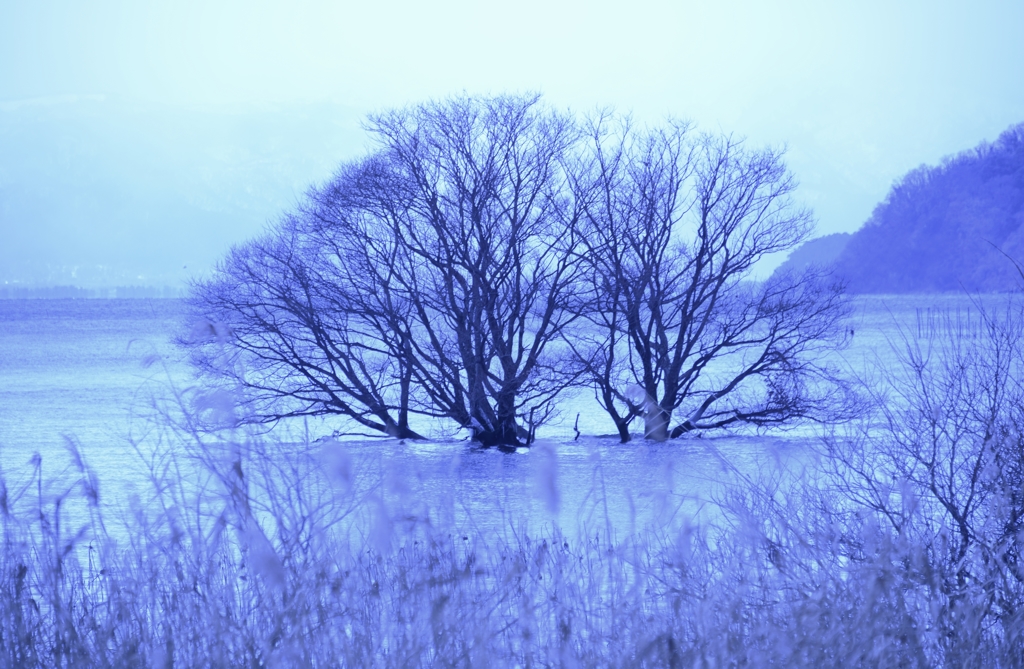 Winter dead tree in the leke