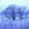Winter dead tree in the leke