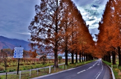紅葉のマキノメタセコイア並木道