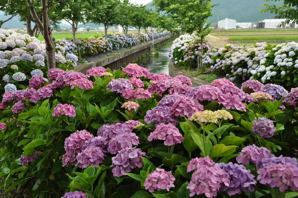 宮荘川の紫陽花　Ⅲ