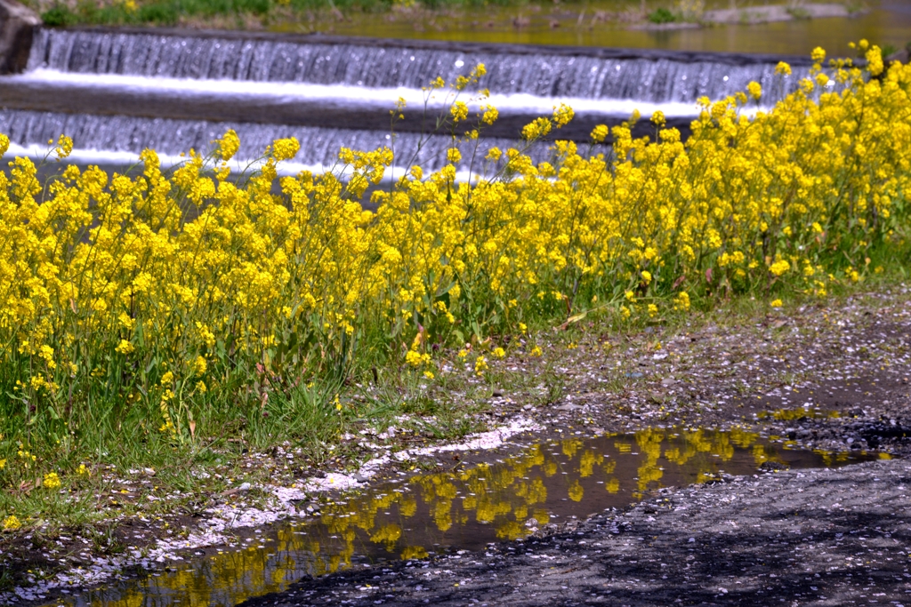 映る菜の花