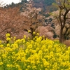 春重ね