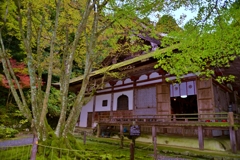 湖東三山百済寺　本堂と千年菩提樹　9