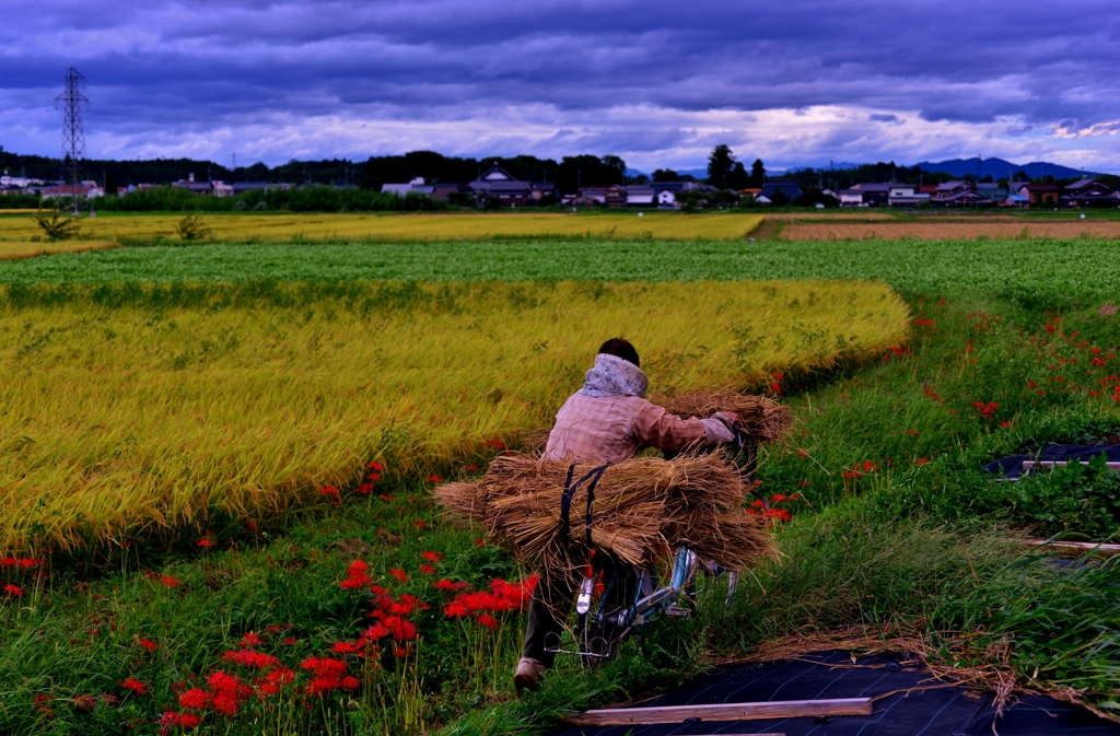 秋の畦道 By 近江源氏 Id 写真共有サイト Photohito 秋の畦道 By 近江源氏 Id 写真共有サイト Photohito