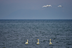 Swan Lake Biwa