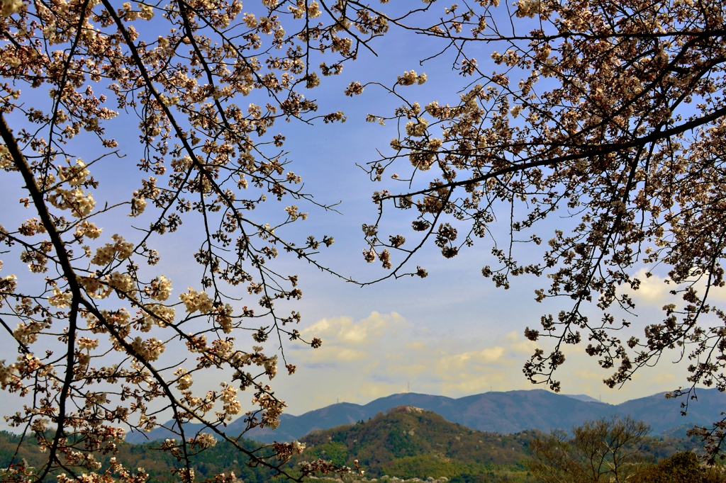 佐和山栄華～石田三成から井伊直政ヘ～