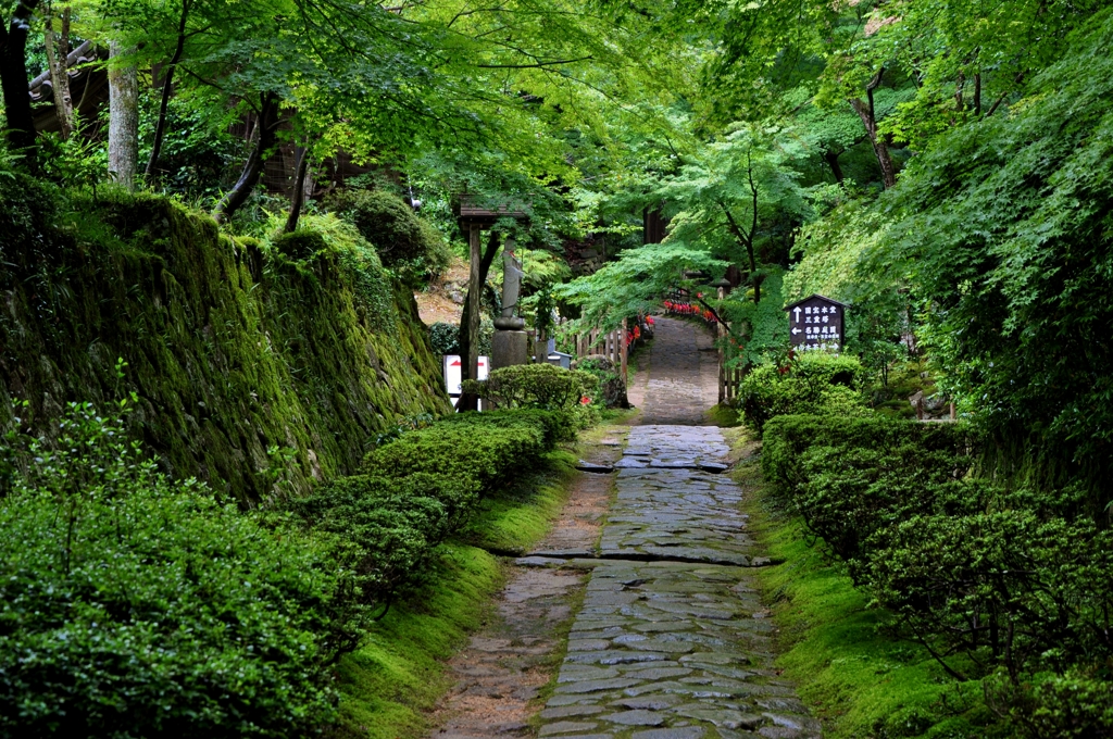 新緑の参道