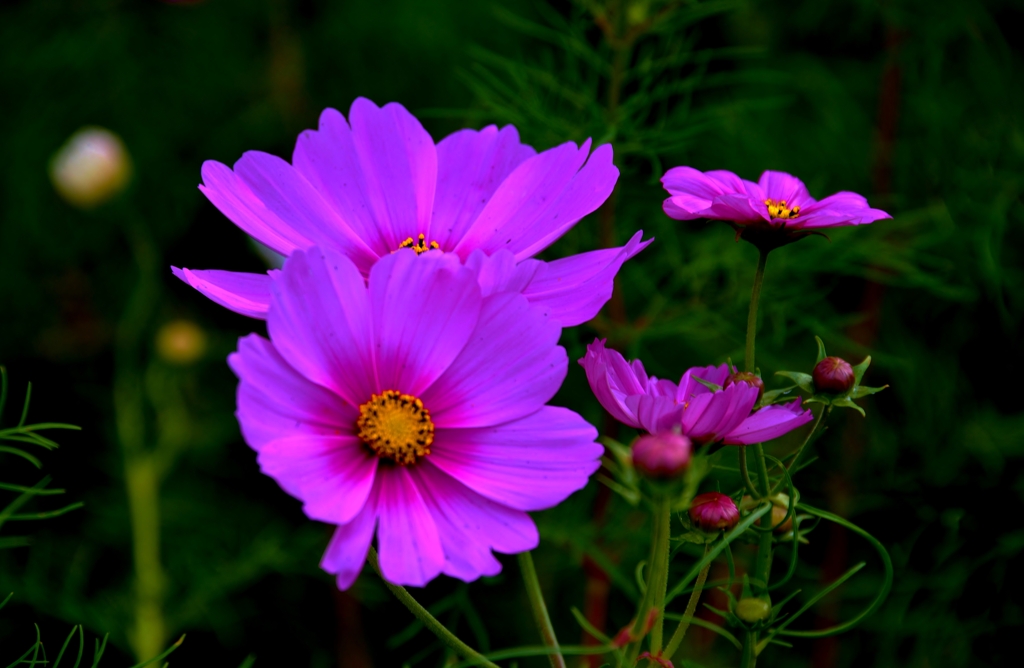 Cosmos