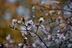 二期桜