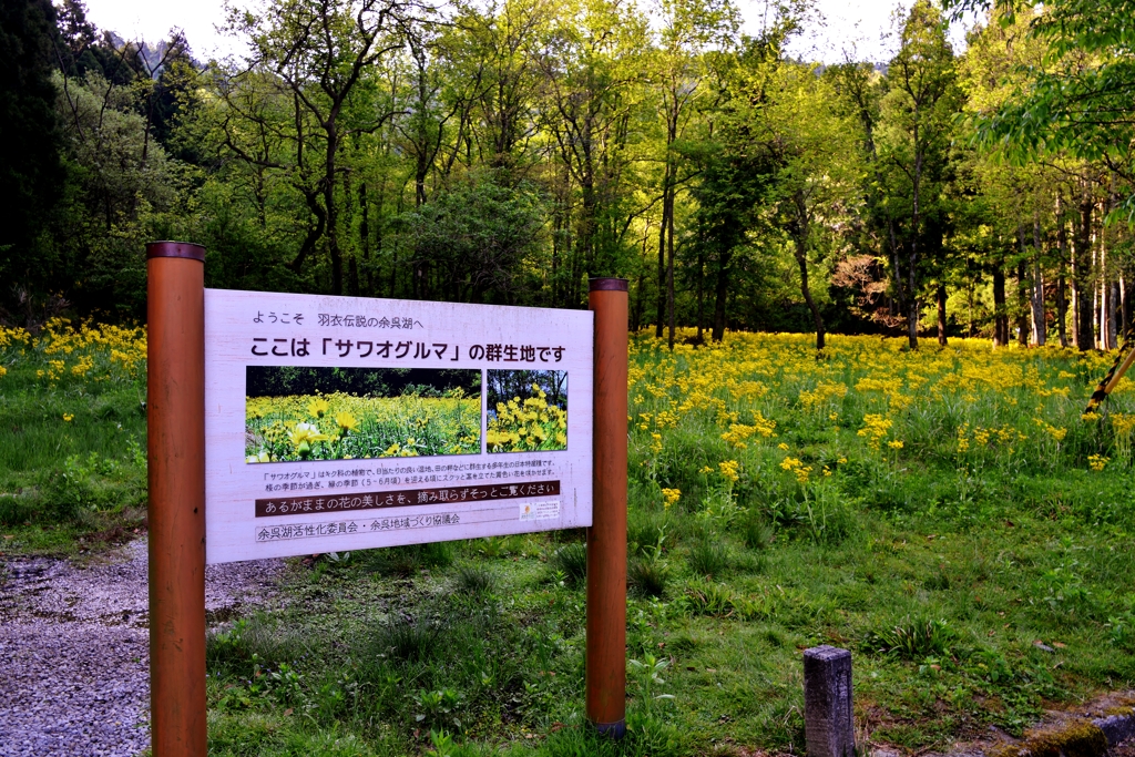 余呉湖畔のサワオグルマ群生地