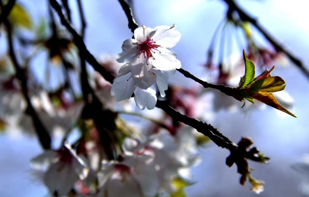 二期桜