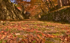 湖東三山百済寺　落葉石段参道　16