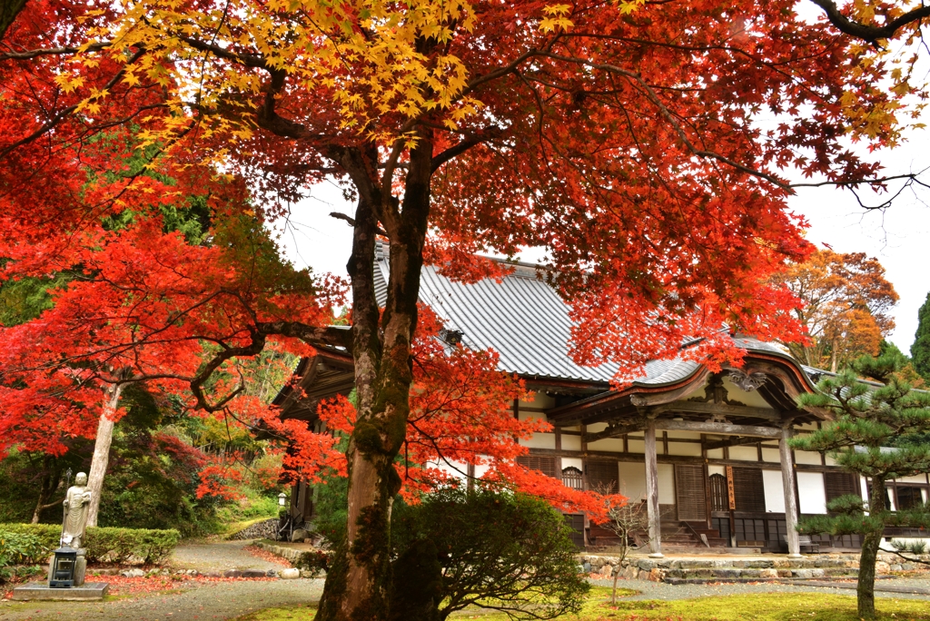 近江湖西の朽木の名刹興聖寺の晩秋　Ⅱ