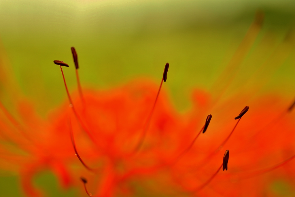 Red spider lily