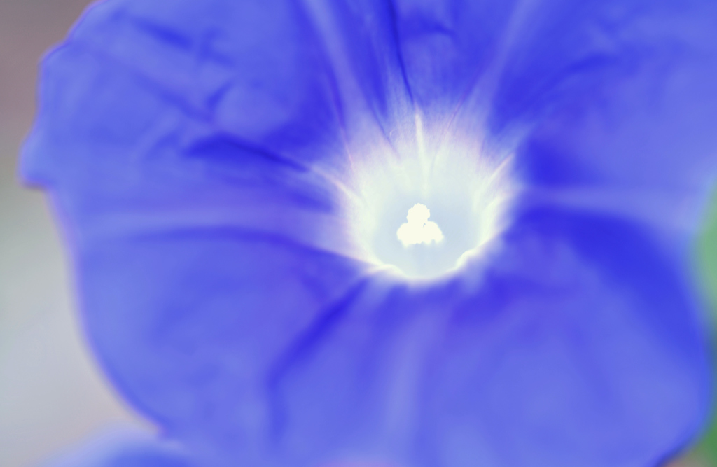朝の容花