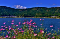 余呉湖岸の秋桜