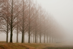 霧の中・並木道