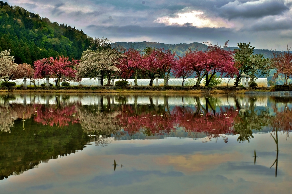 映る水田桜