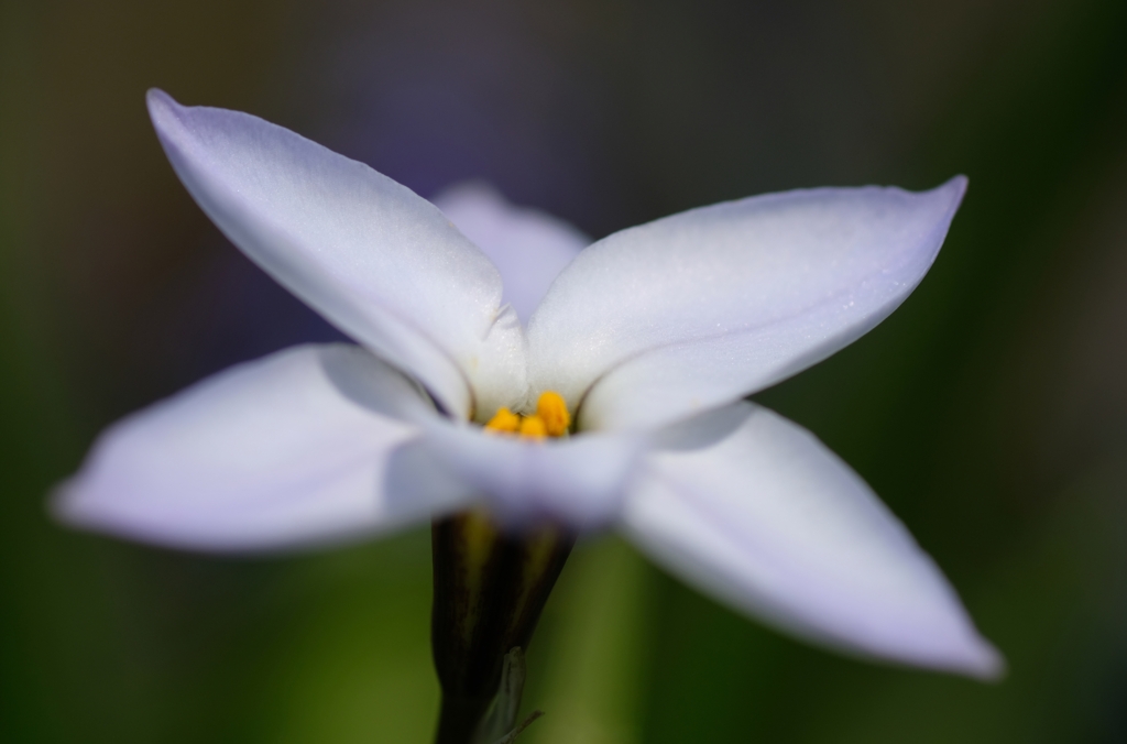 Spring starflower