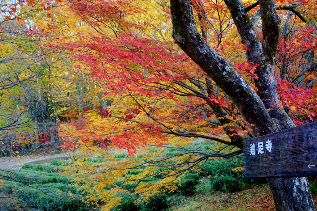 秋彩誘う鶏足寺