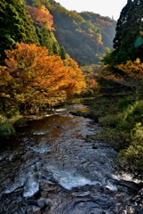 秋の高時川寸景
