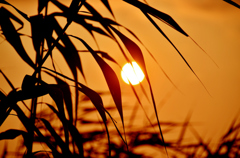 Morning sun shade of grass