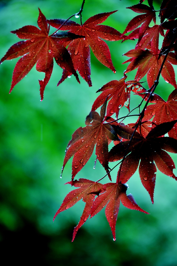 新緑の赤紅葉