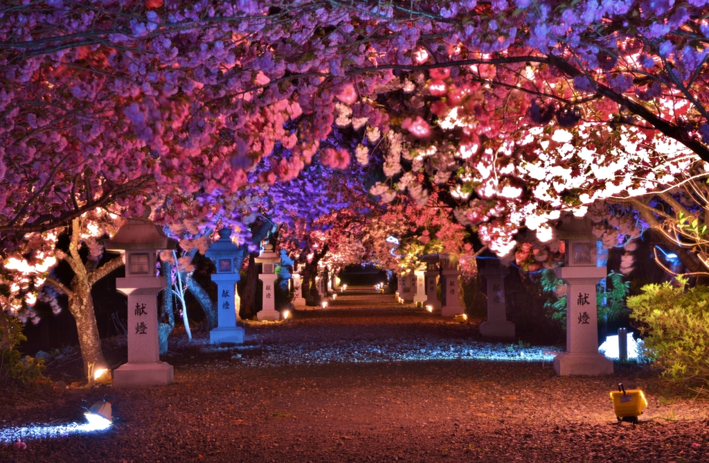 八重の夜桜