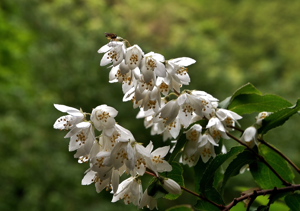 white flowers