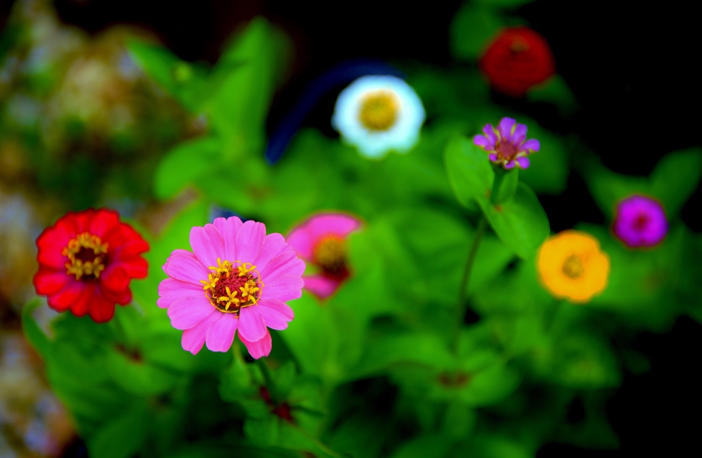窓越しに見る我が家の花
