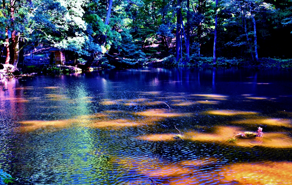 木漏れ日の朱雀池